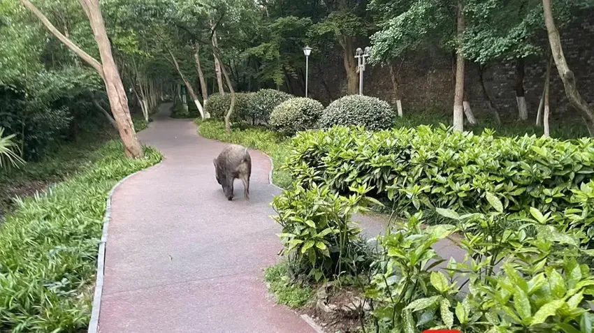 江苏南京发现“牙獐”，受伤后倒在路边，可怜巴巴似在向人求助