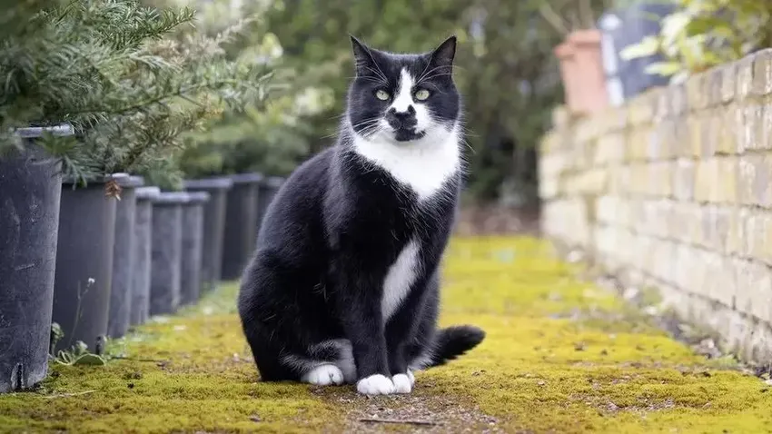 奶牛猫会帮听障主人取邮件，还提醒她接电话！猫猫队也能立大功！