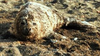 大连一海滩发现搁浅斑海豹幼崽，冰上生冰上长为何会与妈妈走散？