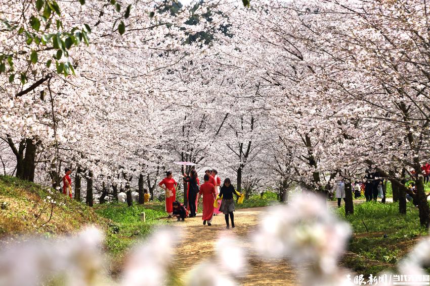 多彩贵州·花漾中国｜樱花季期间，贵安新区拟开行3条旅游景点串联公交保障专线