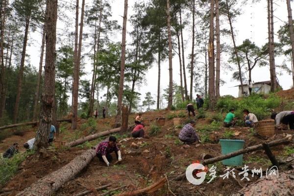 余庆：“一村一策”打开集体经济“致富密码”