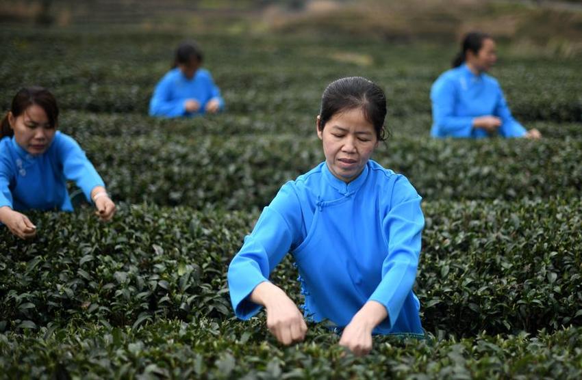 广西龙胜：抢抓时节采春茶