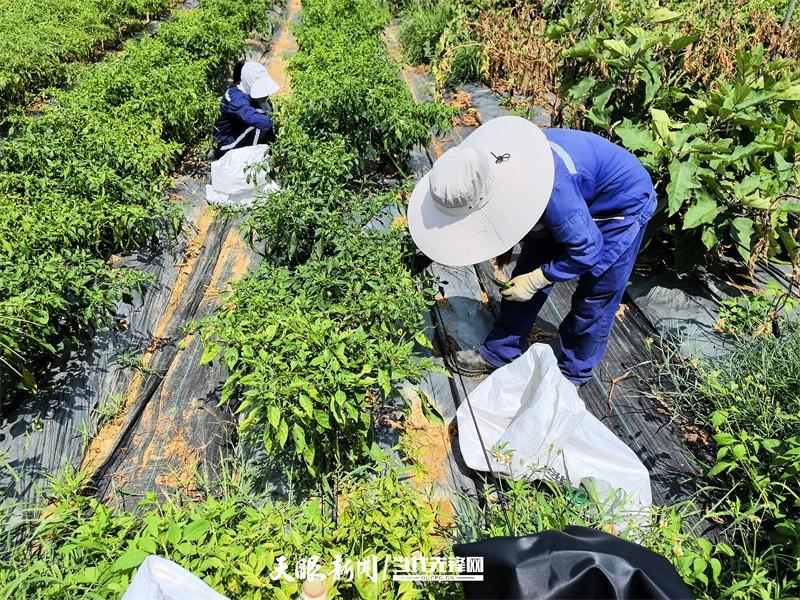 一座金矿的绿色嬗变！矿山废石场变身生态园瓜果飘香