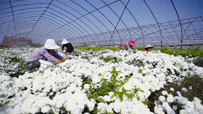 菊花绽放正艳丽 特色产业助振兴