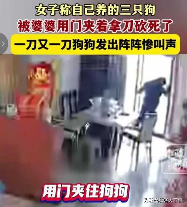 婆婆虐杀儿媳三只泰迪后续，小姑子发声怒斥嫂子，网友劝离婚