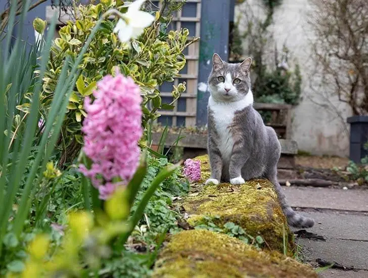 奶牛猫会帮听障主人取邮件，还提醒她接电话！猫猫队也能立大功！