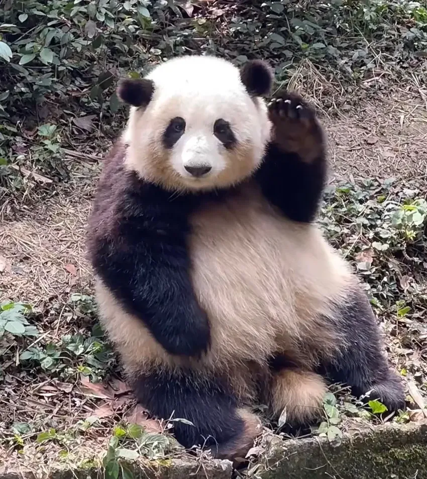 来自央视的肯定：花花是一只不一样的大熊猫，因顶流被更多人看见