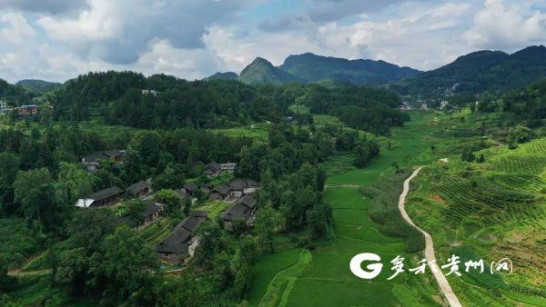 思南国庆村：走生态“稻”路 绘振兴“丰”景