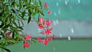 一场春雨，朦胧了岁月，朦胧了人间