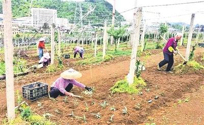 药食同源中药材在全州推广种植