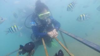 “蓝星卫士”志愿者海底种下珊瑚