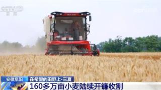 安徽阜阳160万亩小麦迎来丰收，大型联合收割机丰收
