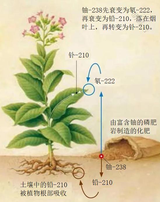 上海疾控：除了尼古丁，烟草还含有致命放射性物质钋-210