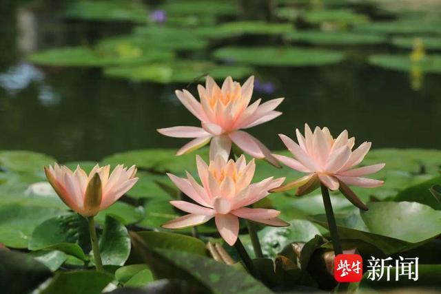 南京中山植物园石蒜属植物纷纷开放