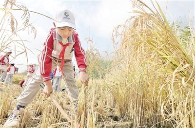 走进田野体验劳动的快乐