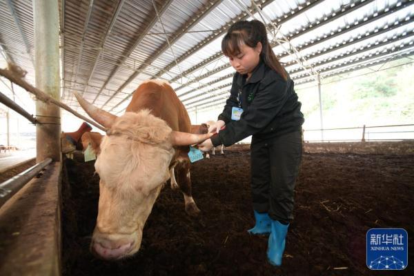 贵州黄平：生态养牛助脱贫