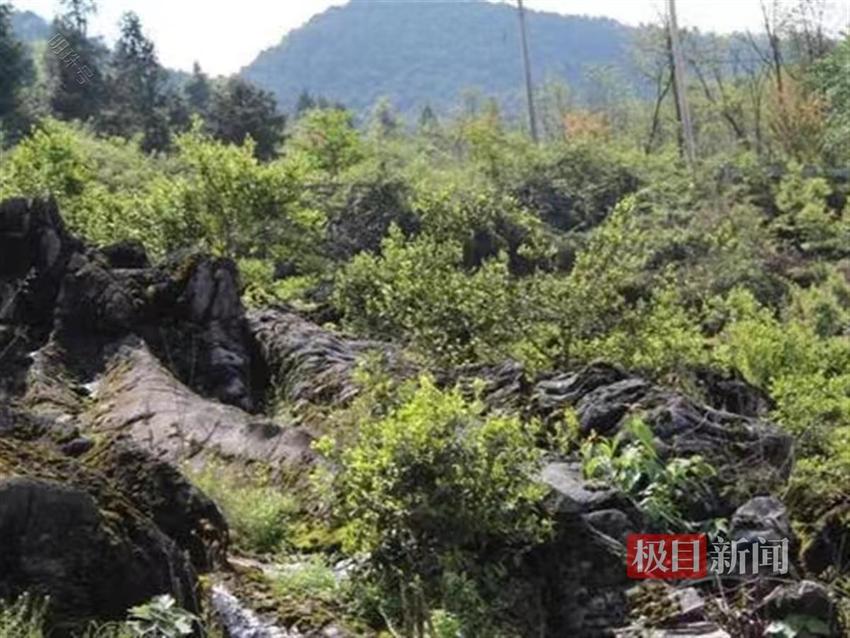 石头缝里油茶香，湖北来凤石漠化山村喜迎蝶变