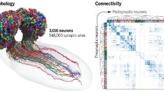 科学家绘制出果蝇幼虫完整脑图，发现与ai神经网络有相似之处