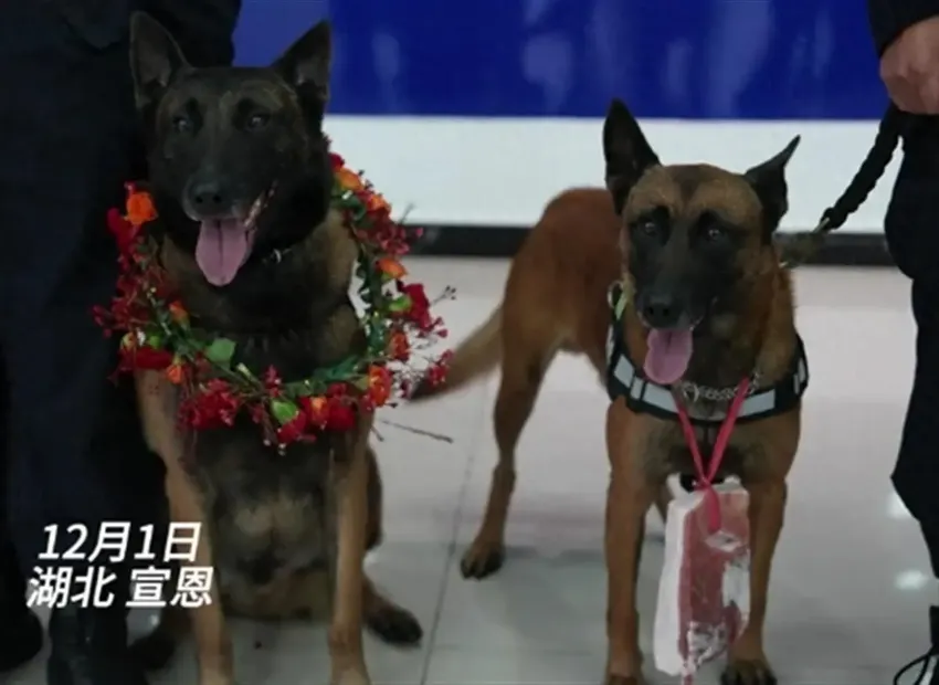 5岁警犬闻鞋寻回九旬走失老人，训犬员：五花肉、花环安排！