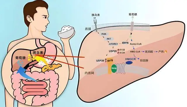 血脂高的人要远离鸡蛋？医生：不止是鸡蛋，这3种食物也尽量少吃