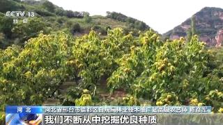 板栗、油茶、苹果……森林“粮库”让中国饭碗端得更稳