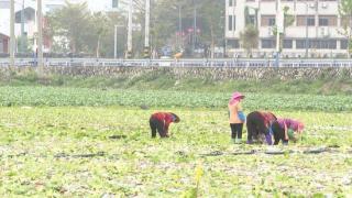 惠安黄塘溪沿线“田园风光+乡村振兴”示范项目启动，看看吧