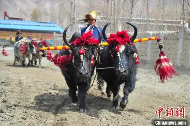 西藏农牧民生活水平稳步提升 人均可支配收入结构发生较大变化