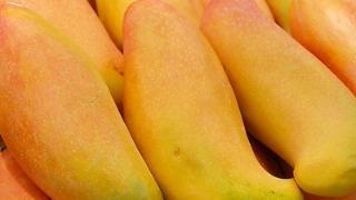 芒果为什么会有辣味，芒果为什么不能放冰箱保存