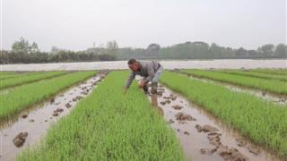 回乡“新农人” 种田“奔钱程”