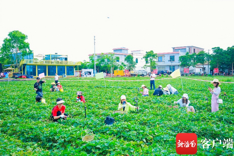 “五一”假期儋州乡村旅游热火朝天，市民体验多样化