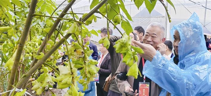 五峰五倍子“挺进”大健康产业