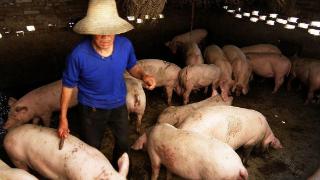怎么通过猪的体表判断猪病？怎样看出猪有没有病？这些特征要注意