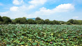 花都头古村焕新迎客来