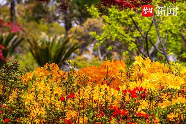 南京玄武湖的杜鹃花悄然登场，预计本月中旬盛开