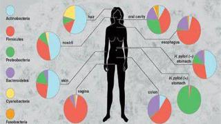 人体微生物是什么