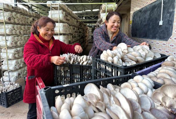 四川仁寿：食用菌种植农场助力集体经济增收