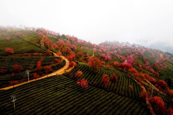 云南无量山樱花谷“樱”姿飒爽