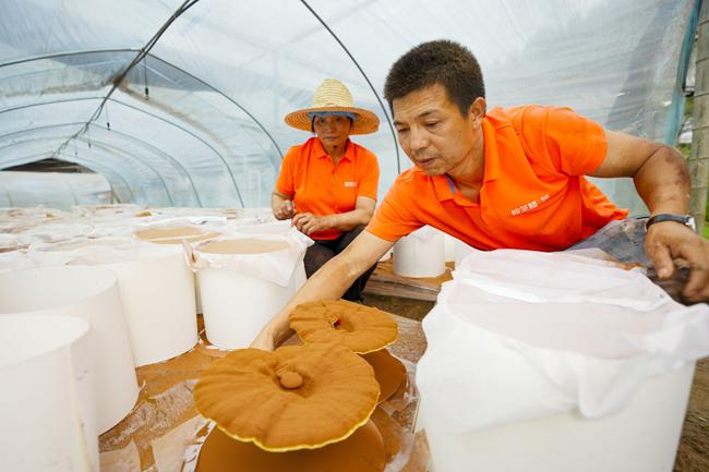 福建首批！仙芝楼灵芝基地通过中药材GAP延伸检查