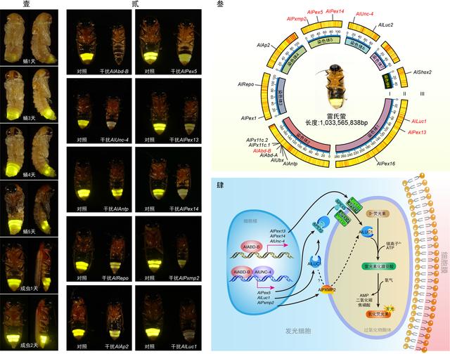 萤火虫为何能发光？这两个问题一直是科学界的未解之谜