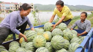 江西袁州：果蔬飘香致富路