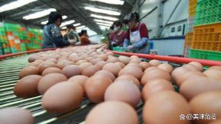 蛋价大幅下跌，现在鸡蛋多少钱一斤？2024年5月鸡蛋行情预测