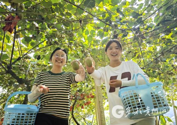 赤水丙安镇：寻“猕”秋天 乐享秋收