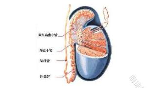 昆明送子鸟：输精管问题导致的不育需要哪些检查？