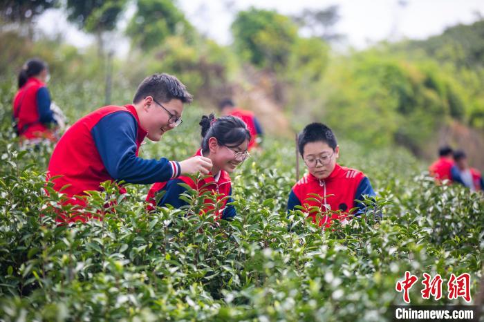 江西都昌茶园里的“劳动课”