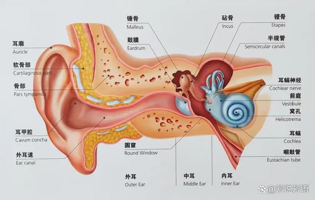 长期用耳塞听歌会导致听力下降吗？