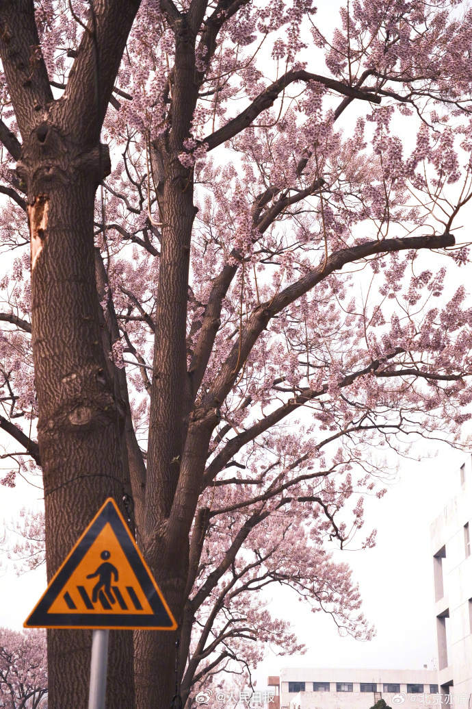 泡桐花让北京这条街变成了紫色隧道