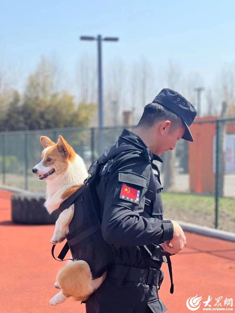 柯基当警犬，全国第一只！潍坊这只警犬走红网络