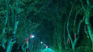 华南国家植物园部分区域试行延时开放可欣赏“夜森林”美景