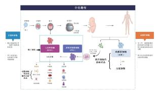 国内首个干细胞疗法获批上市，还有哪些药企在布局？进展如何？