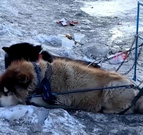 哈尔滨小动物救助站呼吁文旅部门取消狗拉雪橇的项目